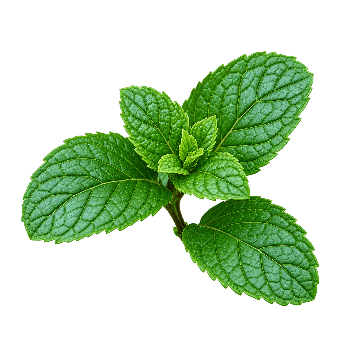 Mentha Piperita