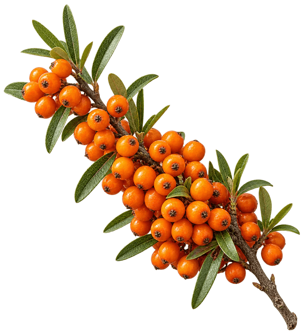 Sea buckthorn · berries on the branch